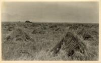Thumbnail for 'Grass Hay Harvest, San Luis Valley'