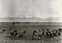 Thumbnail for 'Cattle Ranch, San Luis Valley'