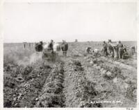 Thumbnail for 'Potato Harvest, San Luis Valley'