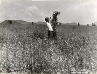 Thumbnail for 'Field-Peas, A.O. Norton Lands, Alamosa'