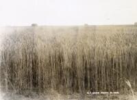 Thumbnail for 'Wheat Field, San Luis Valley '