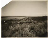 Thumbnail for 'Oat Field, San Luis Valley'