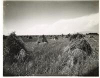 Thumbnail for 'Wheat Harvest, San Luis Valley'