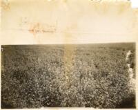 Thumbnail for 'Field, San Luis Valley'