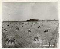 Thumbnail for 'Wheat Harvest, San Luis Valley'