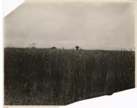 Thumbnail for 'Wheat Field, San Luis Valley'