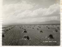 Thumbnail for 'Wheat Harvest Next to an Oat Field, San Luis Valley'