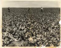 Thumbnail for 'Sugar Beet Harvest, San Luis Valley (?)'