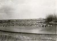 Ducks in Water, San Luis Valley