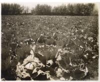 Thumbnail for 'Cabbage Field, San Luis Valley'