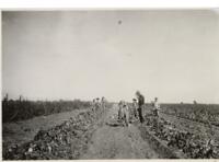 Thumbnail for 'Sugar Beet Harvest, San Luis Valley'
