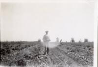 Thumbnail for 'Sugar Beet Harvest, San Luis Valley'