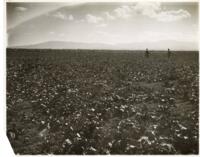 Thumbnail for 'Sugar Beet Field, San Luis Valley (?)'