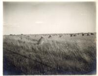 Thumbnail for 'Barley Harvest, San Luis Valley (?)'