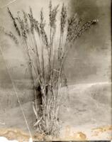 Thumbnail for 'Oat Plant, San Luis Valley (?)'