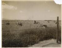 Thumbnail for 'Wheat Harvest, San Luis Valley (?)'
