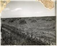 Thumbnail for 'Crop Harvest, San Luis Valley (?)'