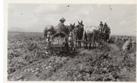 Thumbnail for 'Potato Farm Harvest, San Luis Valley'