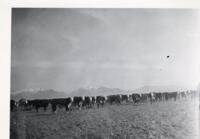 Thumbnail for 'Cattle Ranch, San Luis Valley (?)'