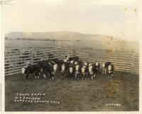 Thumbnail for 'T Bone Ranch, Cattle Ranch, San Luis Valley'