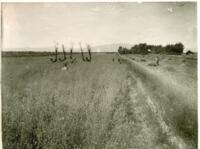 Thumbnail for 'Oat Field, Alamosa, San Luis Valley'