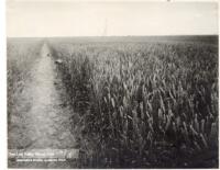 Thumbnail for 'Wheat Field, Alamosa, San Luis Valley'