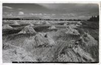 Thumbnail for 'Barley Harvest, San Luis Valley'