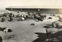 Thumbnail for 'Hog Ranch, San Luis Valley (?)'