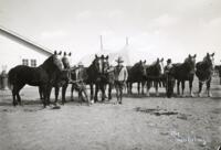 Fair, Horses, San Luis Valley