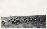 Thumbnail for 'Sheep Farm, San Luis Valley (?)'