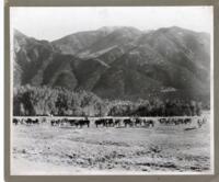 Thumbnail for 'Cattle Ranch, Denver'