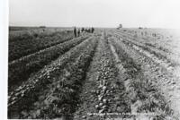 Thumbnail for 'William Martin's Farm, Potatoes, San Luis Valley'