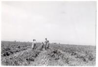 Thumbnail for 'Family at Sugar Beet Harvest, San Luis Valley'