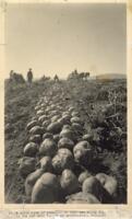 Thumbnail for 'Potato Harvest, San Luis Valley'