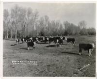 Thumbnail for 'Braiden. T. Howes. Yearling. Steers.'