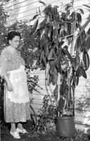 Thumbnail for 'John, Mrs. J. - 1958 - With 8 foot Rubber Plant'