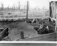 Thumbnail for 'Barry Slater Chicken Yard - 1929 - 4000 S Elati'