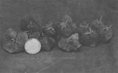 Main image for Steamboat Springs Strawberry Boom