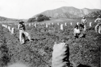 Thumbnail for 'Potato harvest on Bobson Ranch'