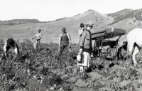 Thumbnail for 'Potato harvest on Tuyls ranch'