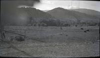 Thumbnail for 'Borah ranch pasture'