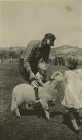 Thumbnail for 'Frank Perkins Grant on a lamb at the Van Horn property'