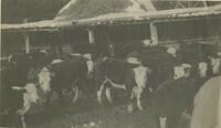 Thumbnail for 'Cattle at L. J. Borah's ranch'