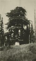 Large tree at divide between Gypsum Creek and Brush Creek