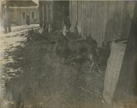 Thumbnail for 'Chickens at the Bess Ranch'