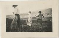 People working in a farm field with mountains in the background, after 1904