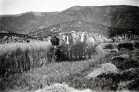Thumbnail for 'Harvesting oats near Eagle, Colorado (Sherman Ranch)'