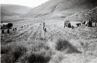 Thumbnail for 'Digging potatoes near Eagle, Colorado'