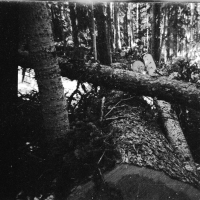 Thumbnail for 'Fallen logs'