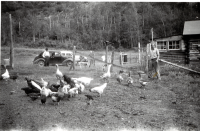 Thumbnail for 'Poultry at the Bearden Place'